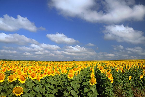 TA JE SVE VOJVODINA - Page 3 Vojvodina-sunflowers